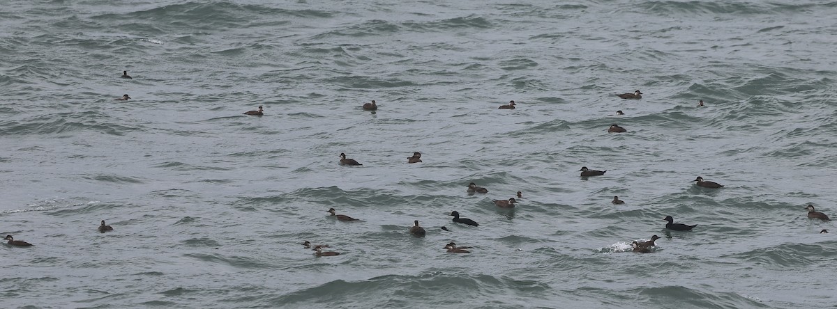 Ahatebeltz eurasiarra - ML645733218