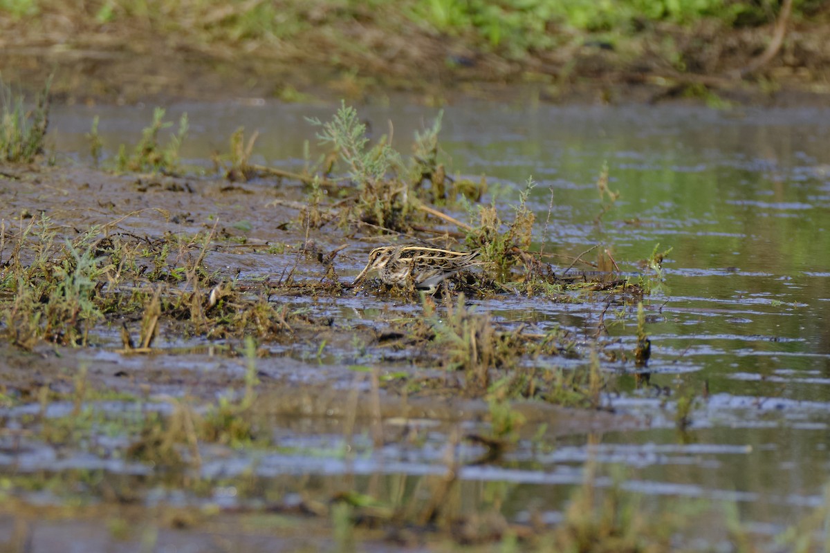 Jack Snipe - ML645733221