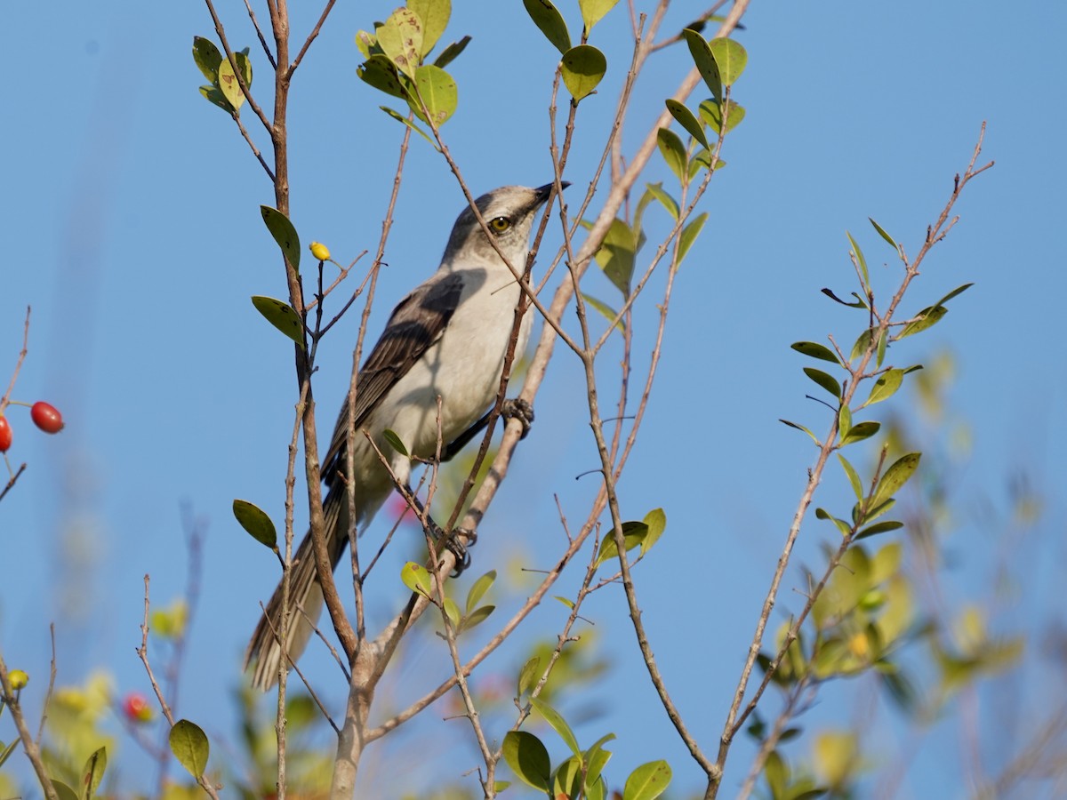 Tropical Mockingbird - ML645733228
