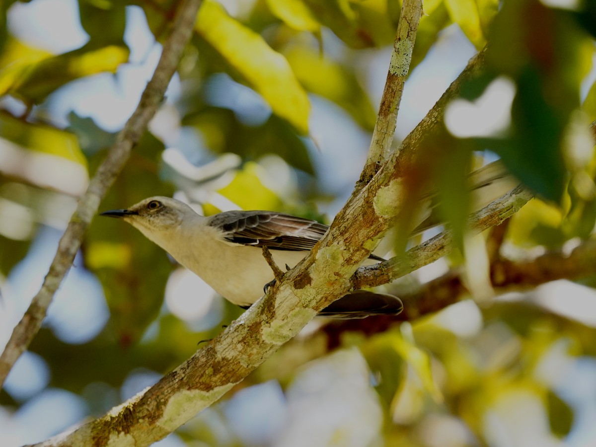 Tropical Mockingbird - ML645733229