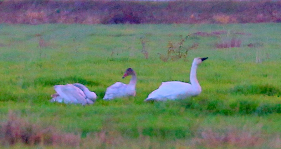 Cigno minore - ML645733232