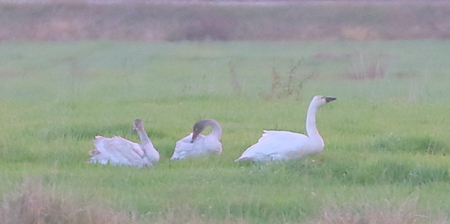 Cigno minore - ML645733233