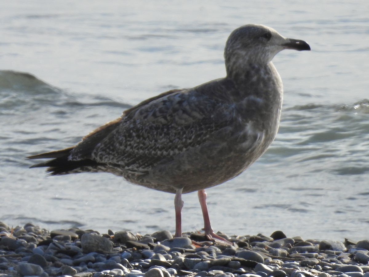 American Herring Gull - ML645733241