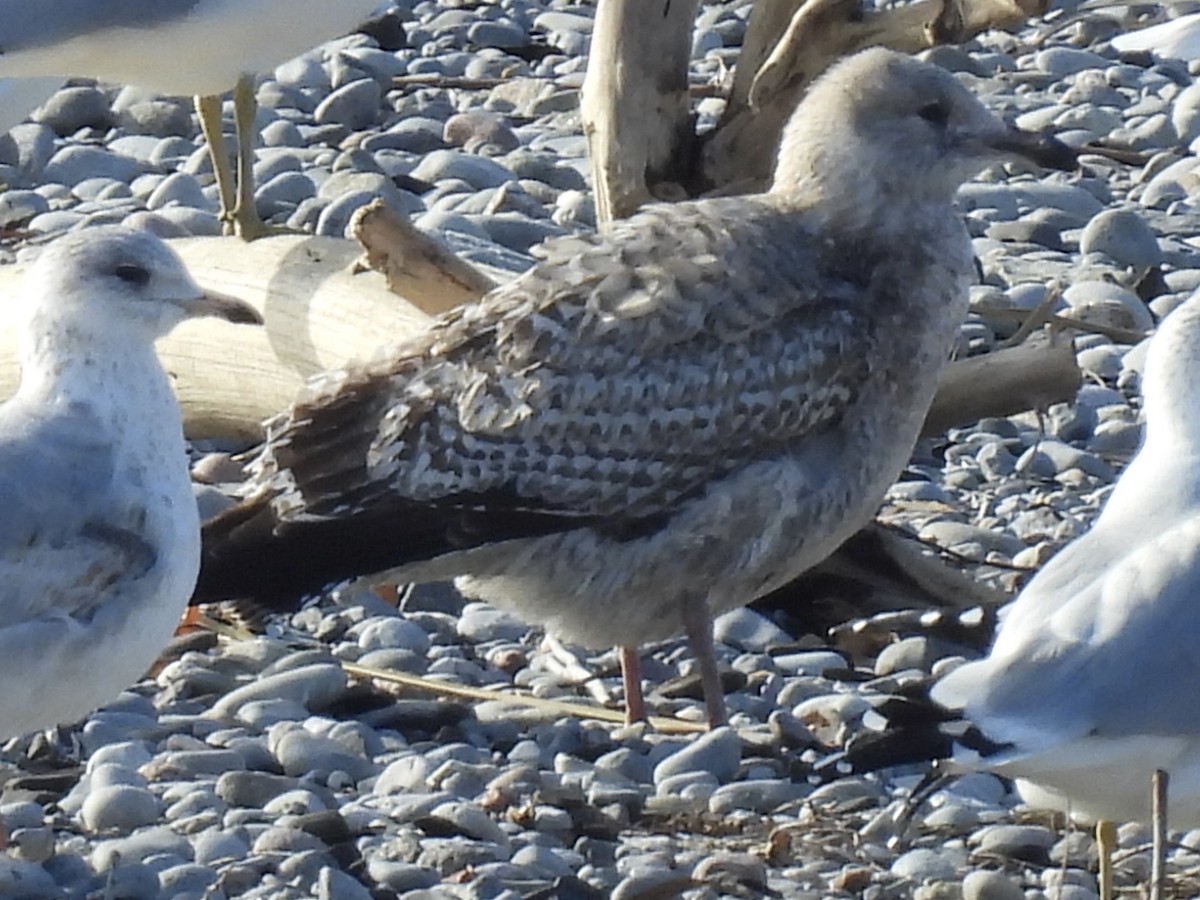 American Herring Gull - ML645733244