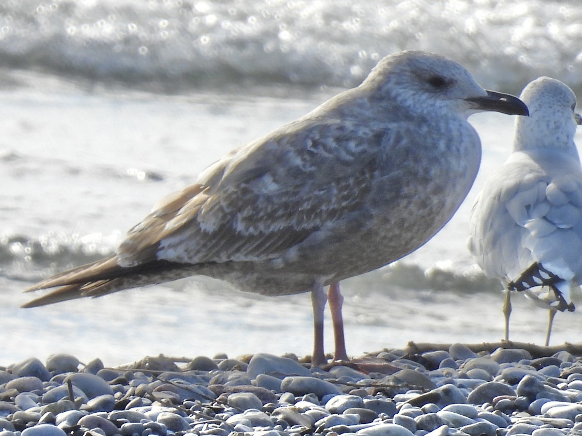American Herring Gull - ML645733247