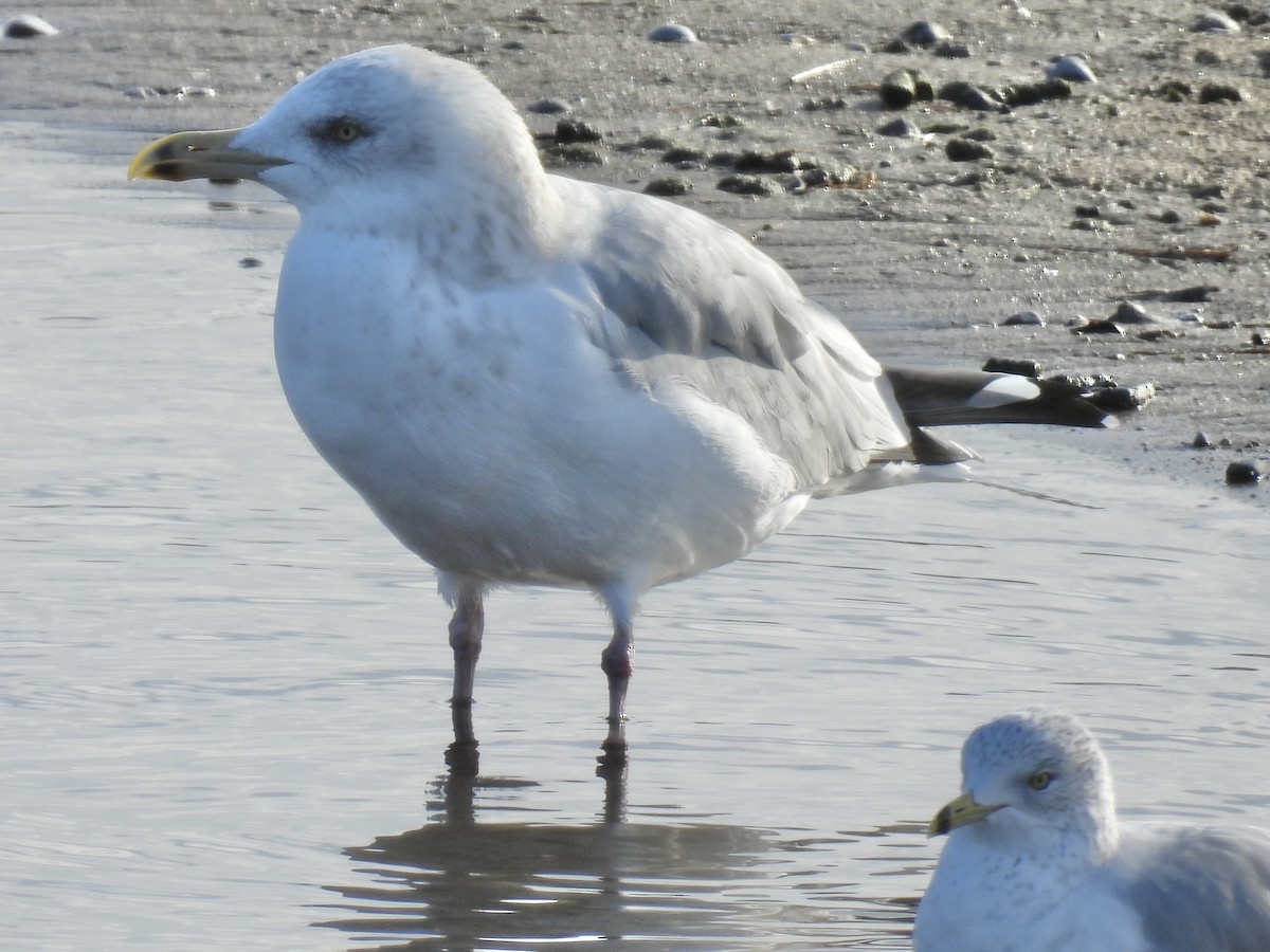 American Herring Gull - ML645733248