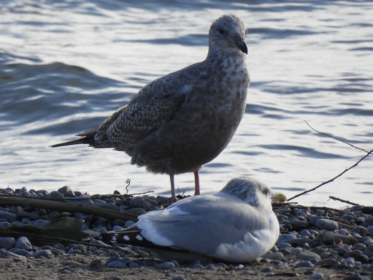 American Herring Gull - ML645733249