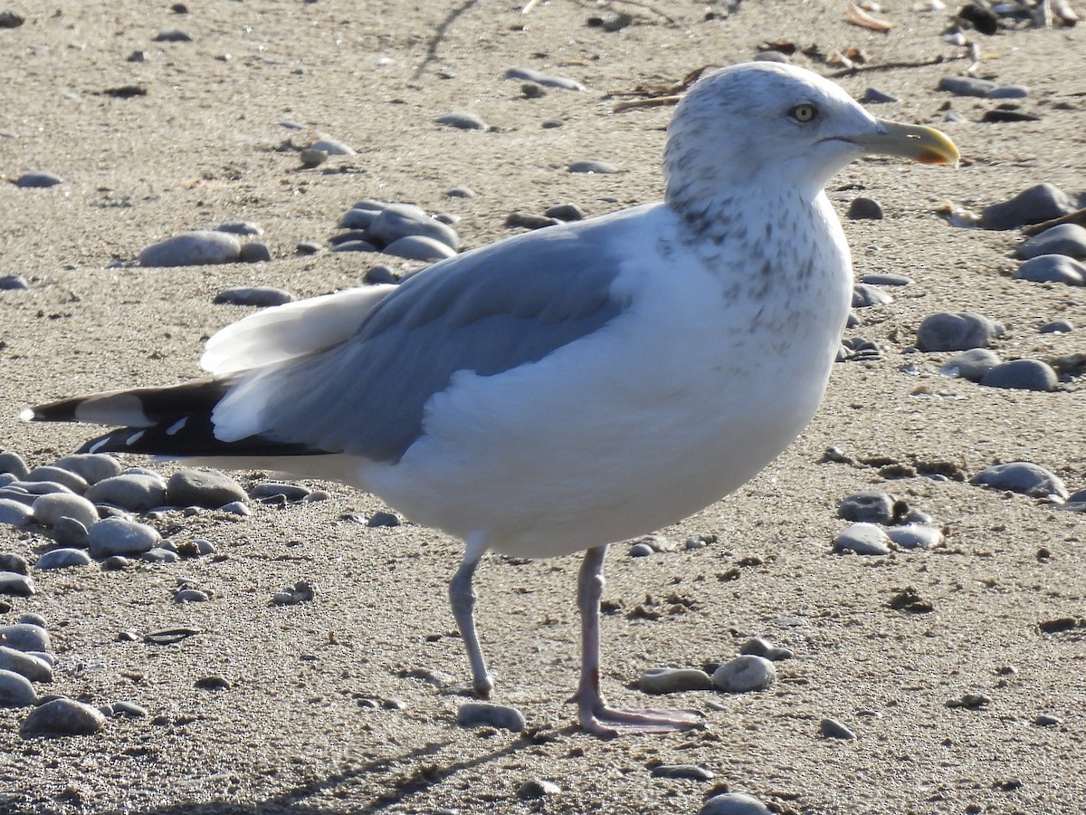 American Herring Gull - ML645733250