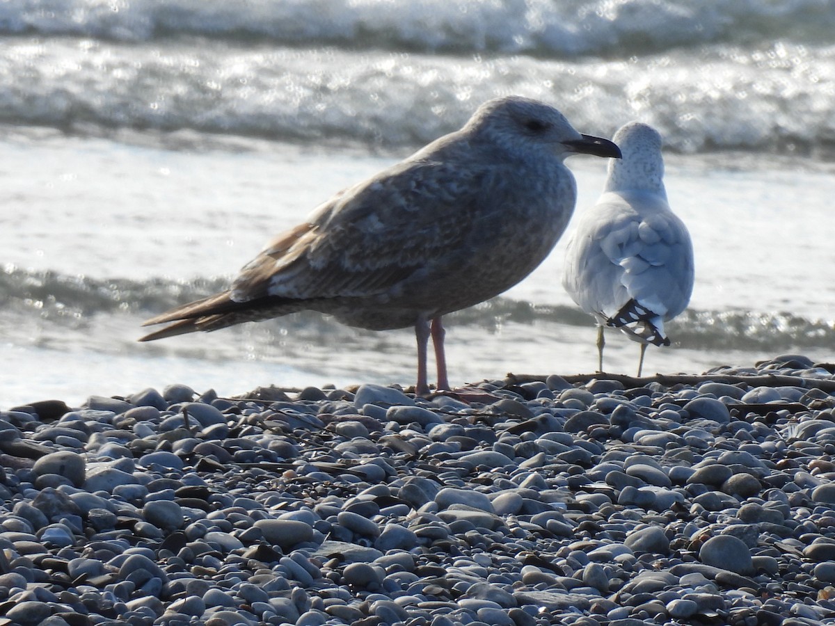 American Herring Gull - ML645733251