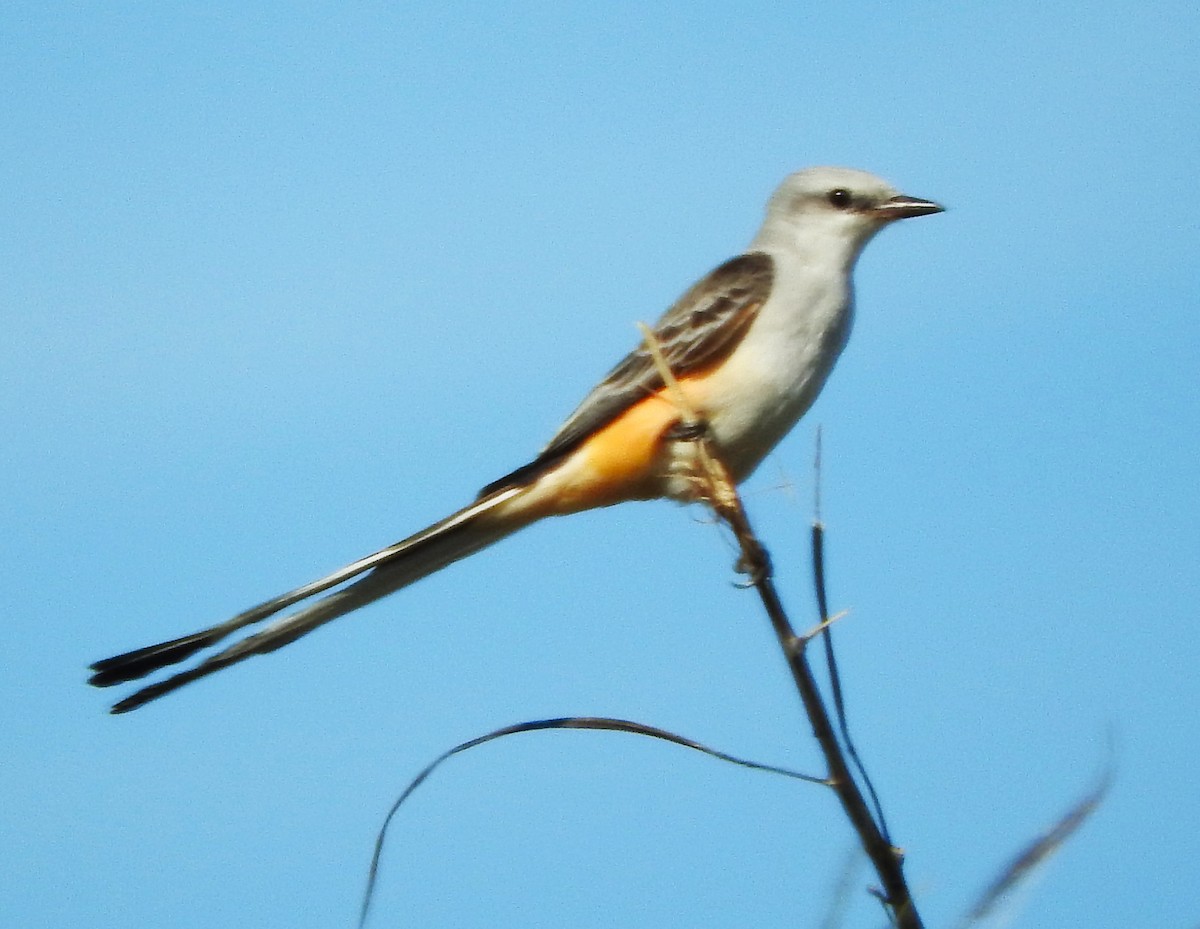 Scissor-tailed Flycatcher - ML645733256