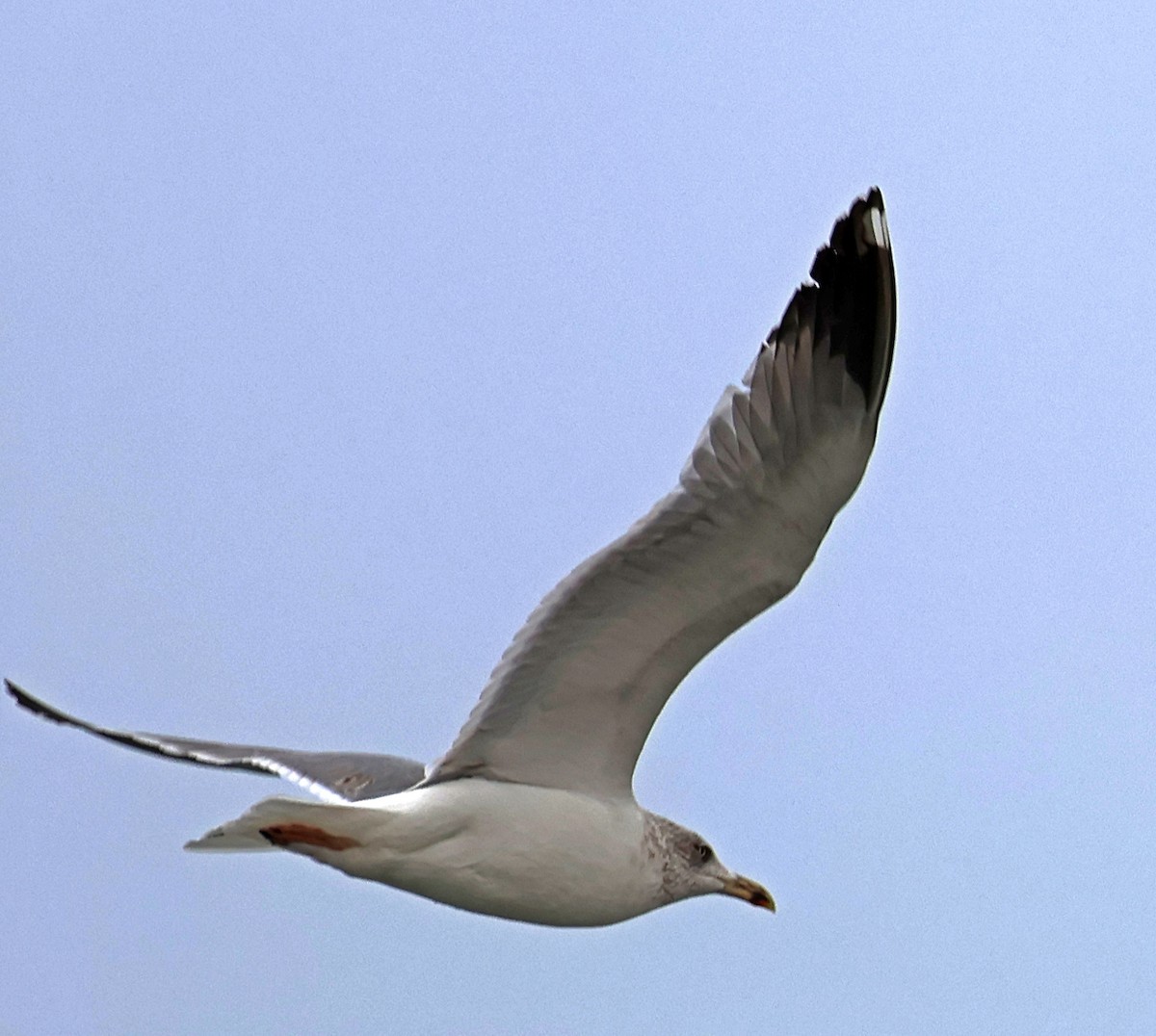 Lesser Black-backed Gull - ML645733263