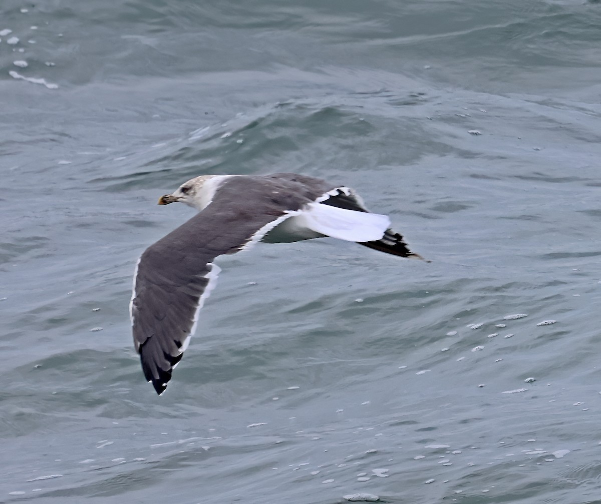 Lesser Black-backed Gull - ML645733264