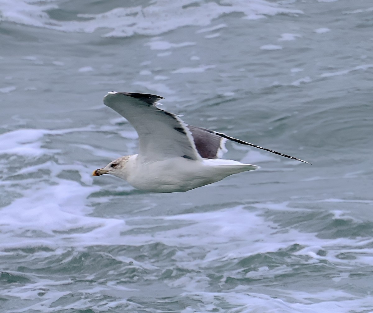 Lesser Black-backed Gull - ML645733265