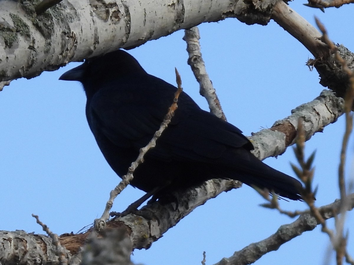American Crow - ML645733281