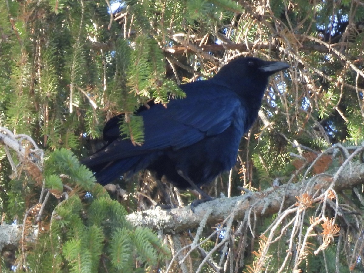 American Crow - ML645733282