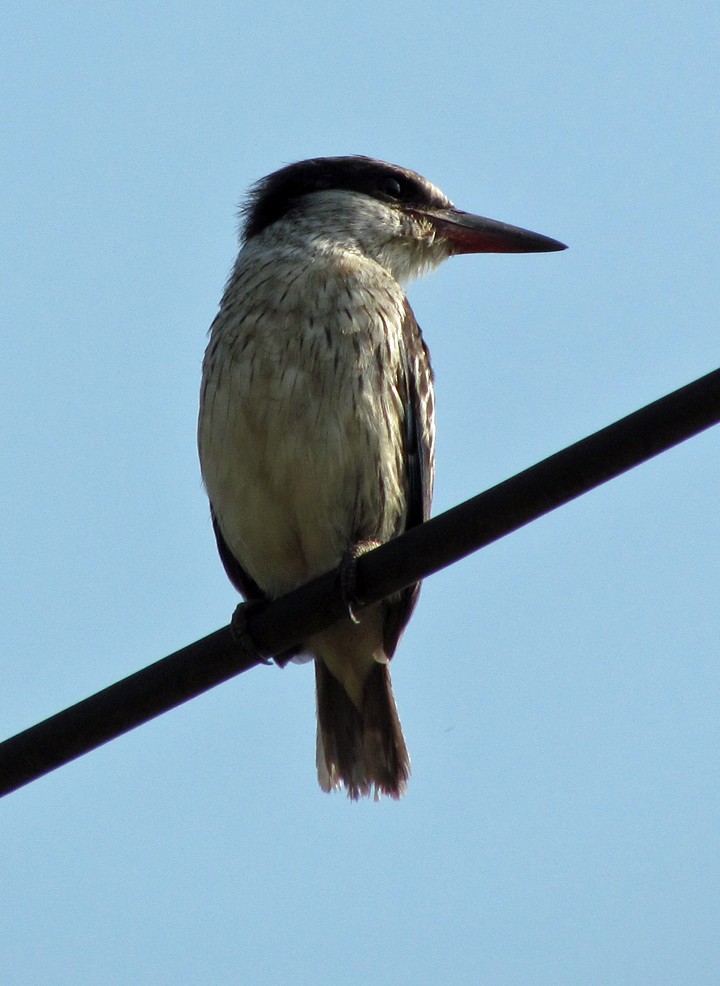 Striped Kingfisher - ML645733289