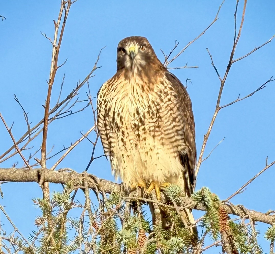 Red-tailed Hawk - ML645733290