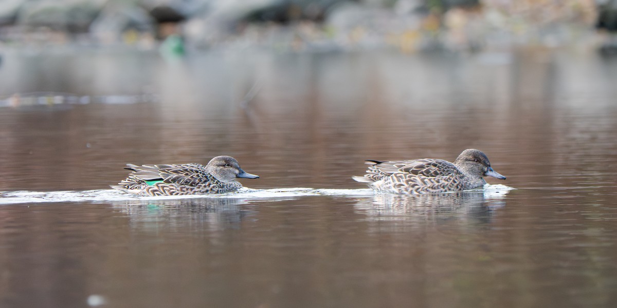 Green-winged Teal - ML645733296