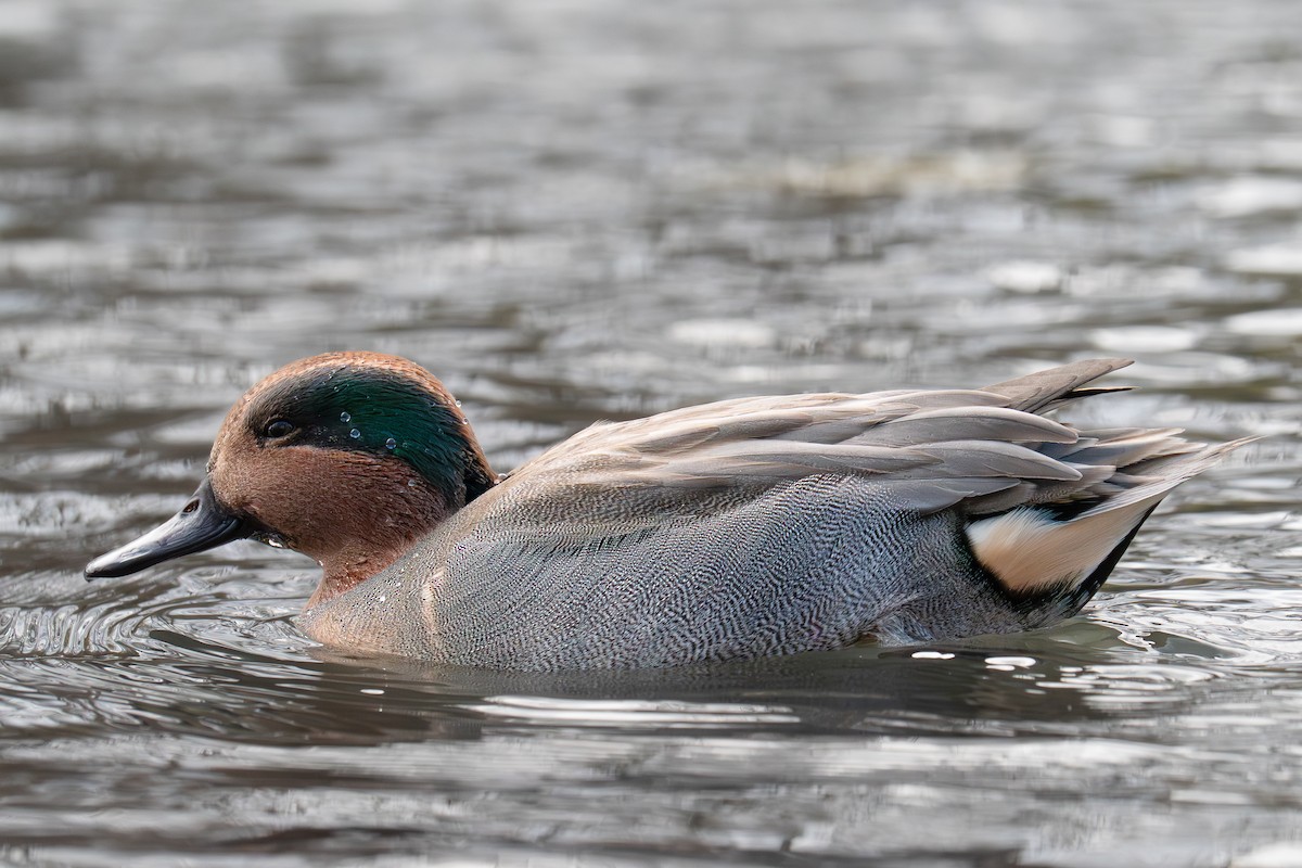 Green-winged Teal - ML645733297