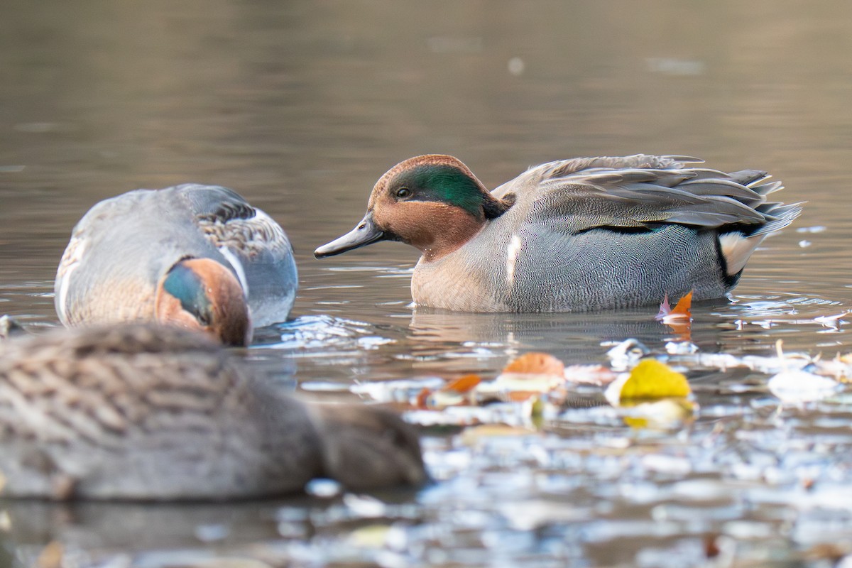 Green-winged Teal - ML645733298