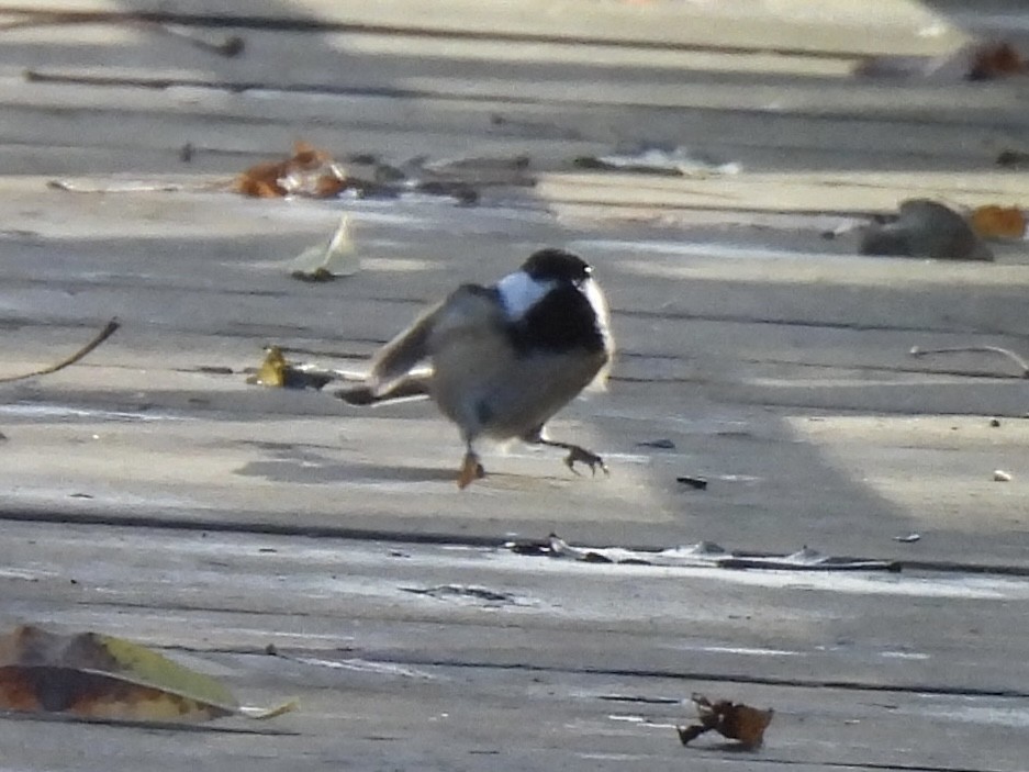 Black-capped Chickadee - ML645733300