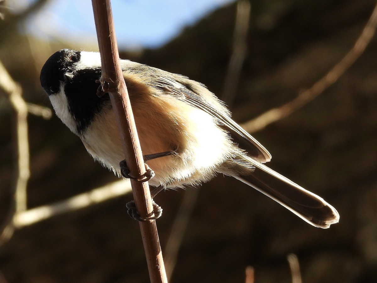 Black-capped Chickadee - ML645733302