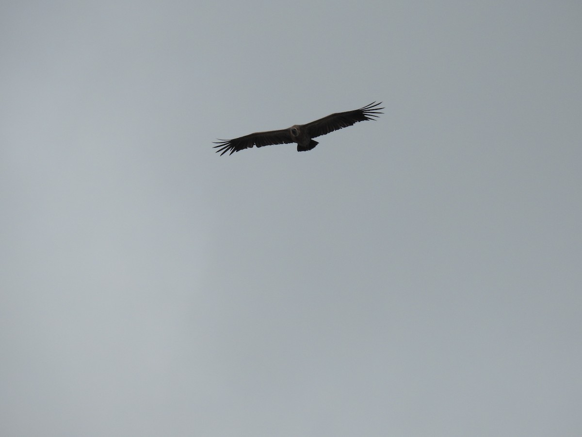 White-backed Vulture - ML645733331