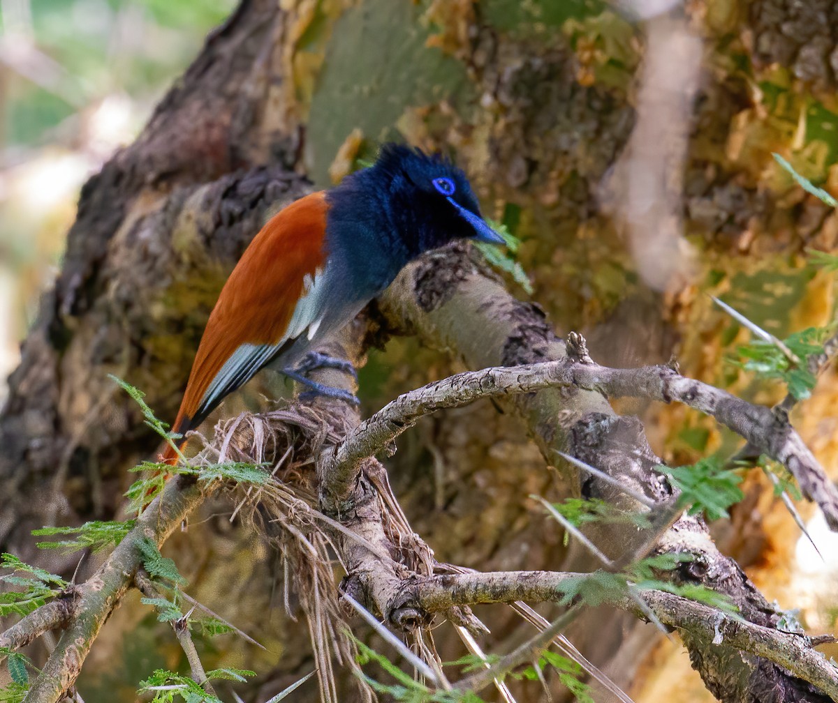 African Paradise-Flycatcher - ML645733335