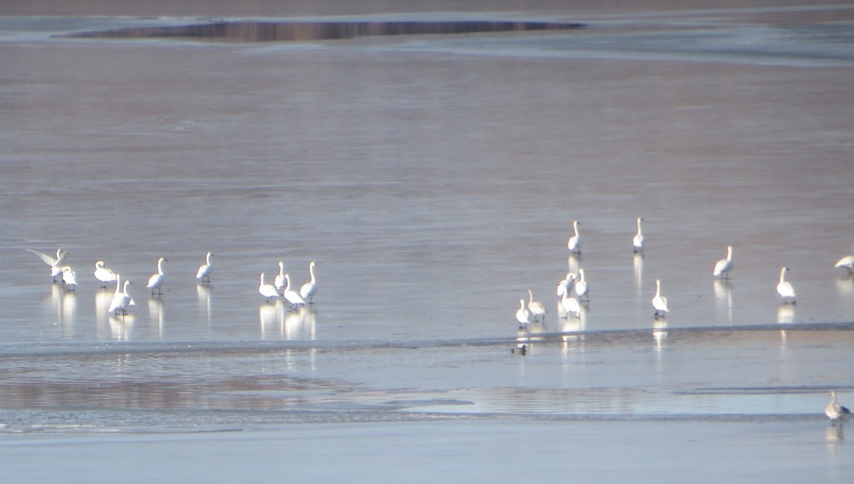 Tundra Swan - ML645733361