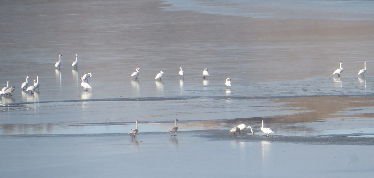 Tundra Swan - ML645733362