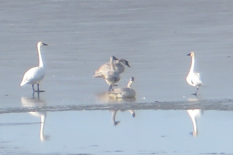 Tundra Swan - ML645733363