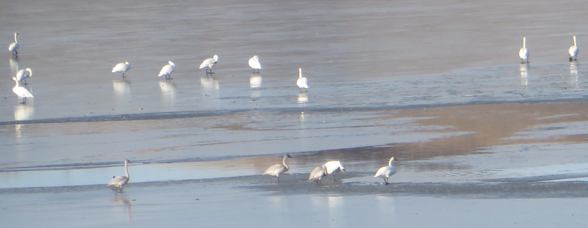 Tundra Swan - ML645733364