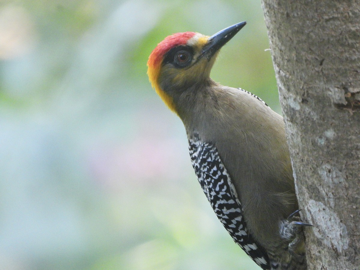Golden-cheeked Woodpecker - ML645733366