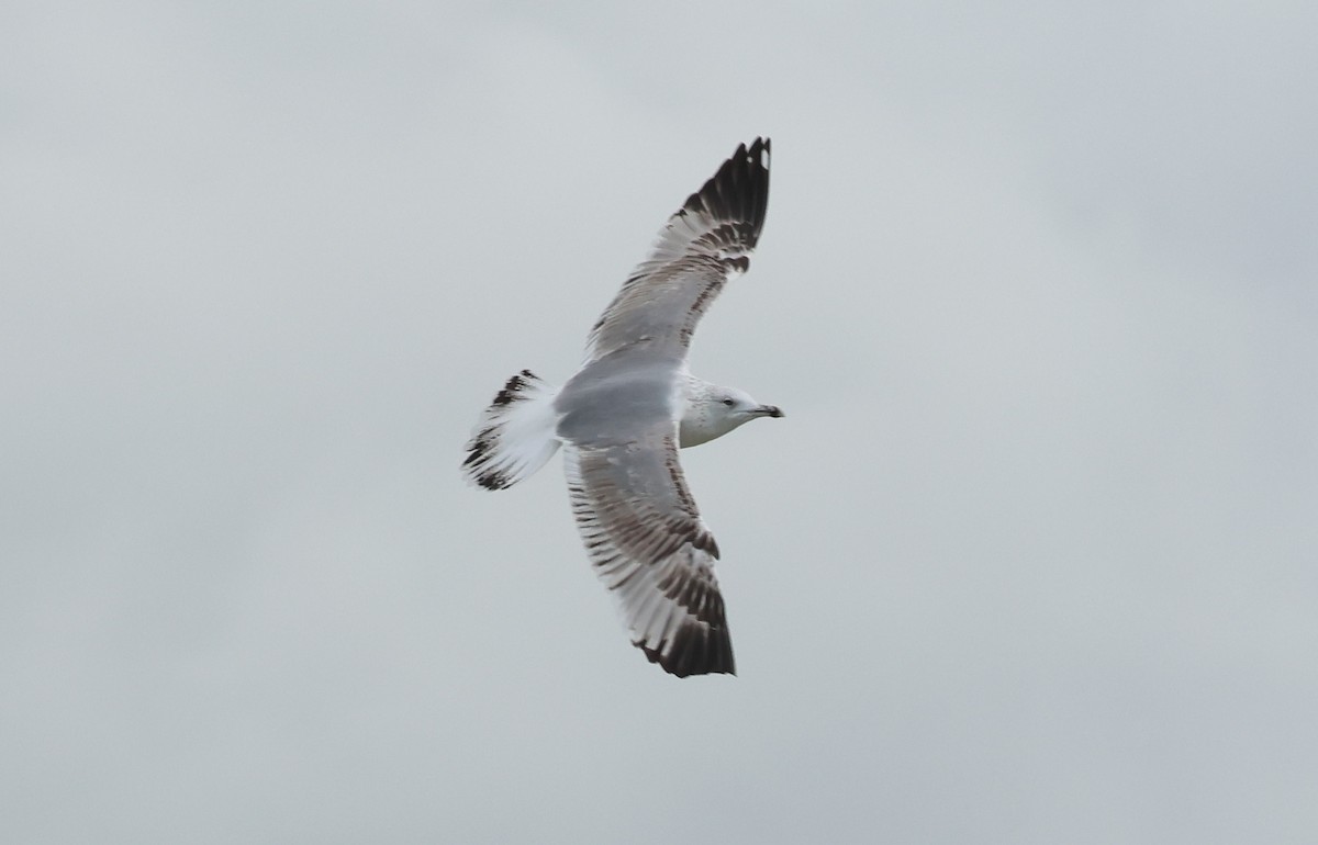 Caspian Gull - ML645733378