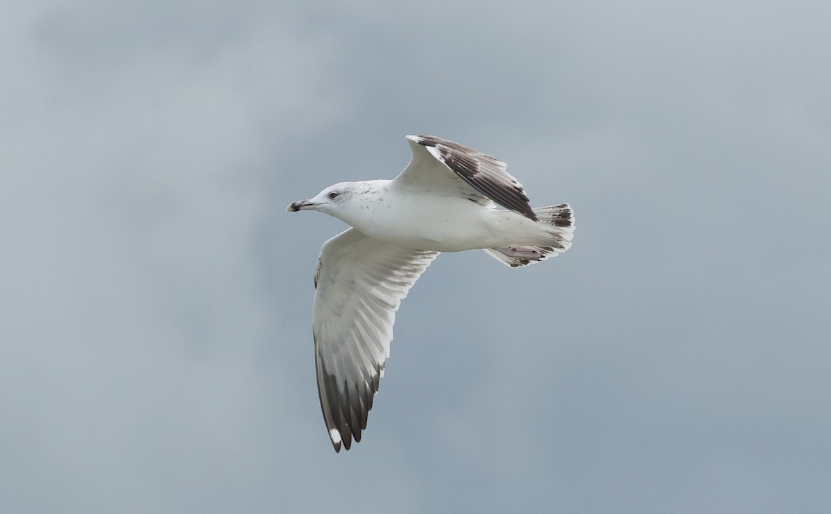 Caspian Gull - ML645733379