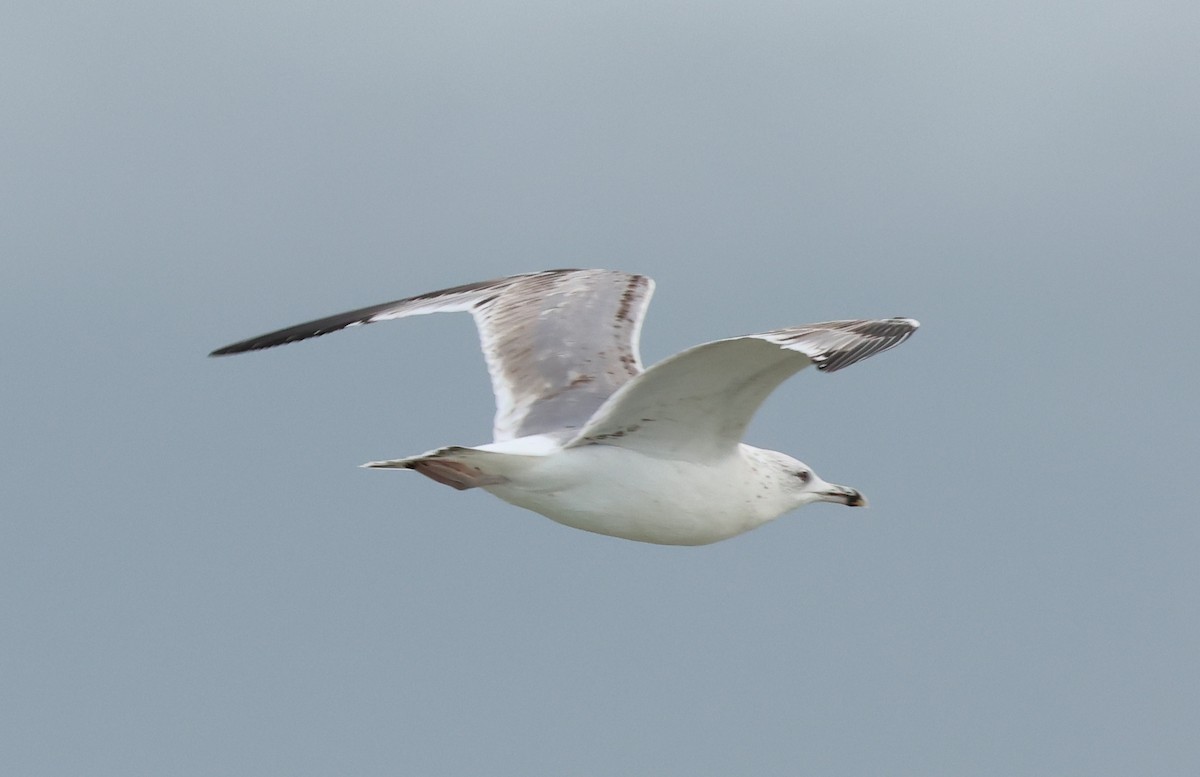 Caspian Gull - ML645733380