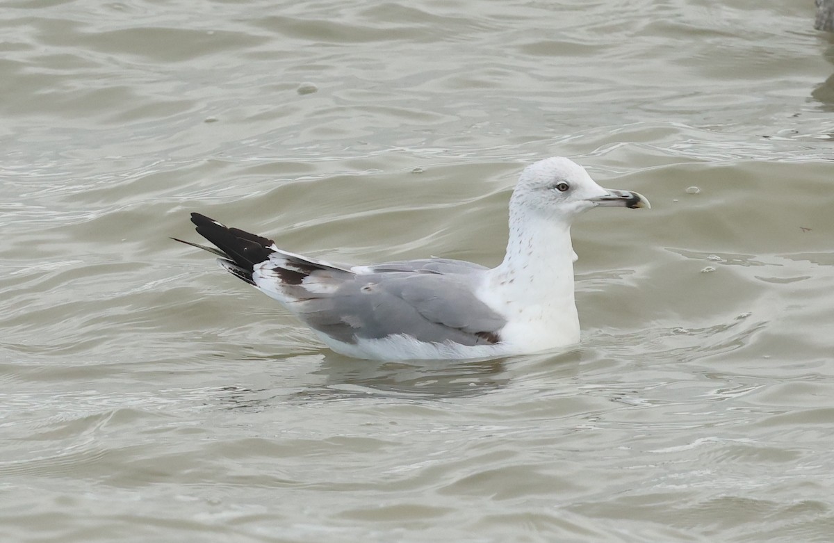 Caspian Gull - ML645733381