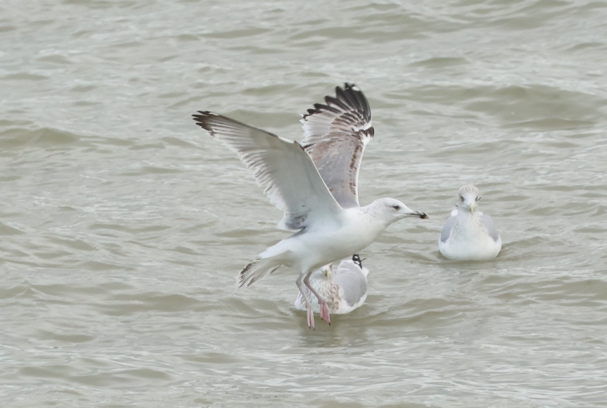 Caspian Gull - ML645733382