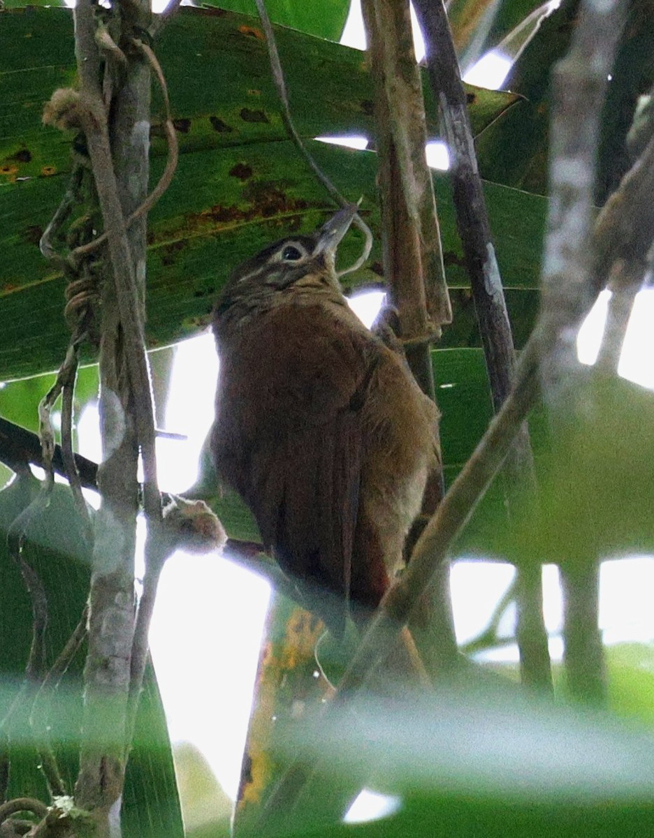 Montane Foliage-gleaner - ML645733383
