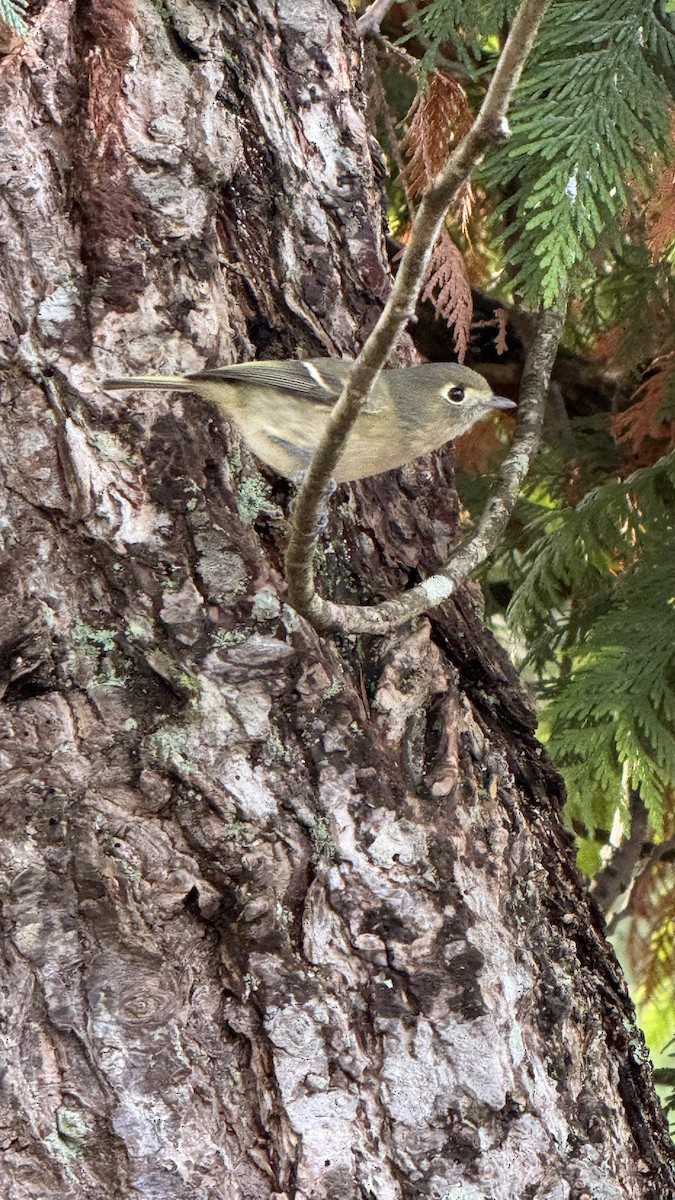Hutton's Vireo - ML645733384