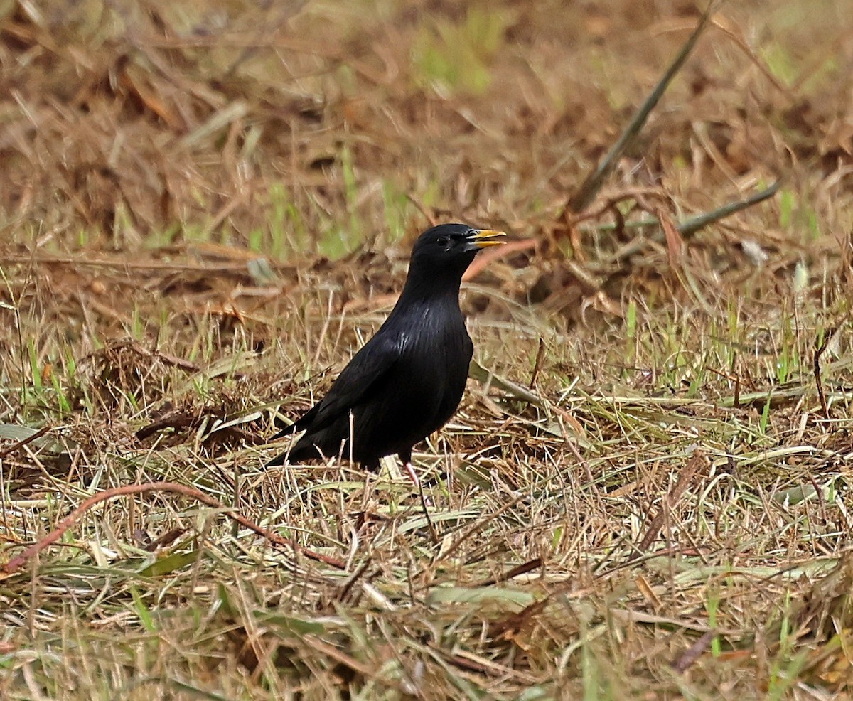 זרזיר שחור - ML645733385