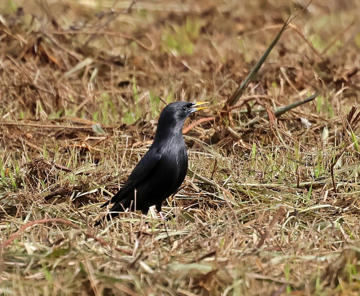 זרזיר שחור - ML645733386