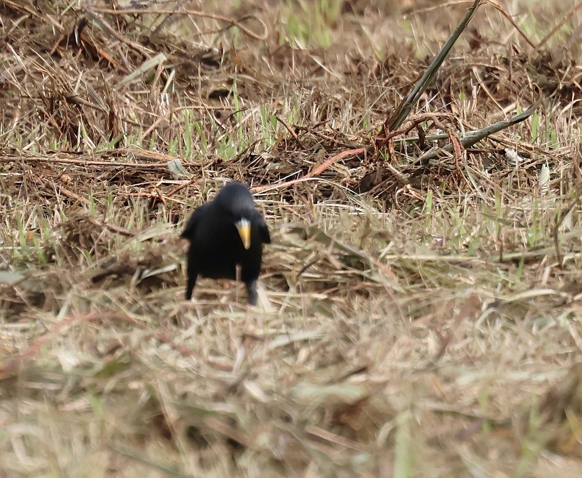 זרזיר שחור - ML645733387