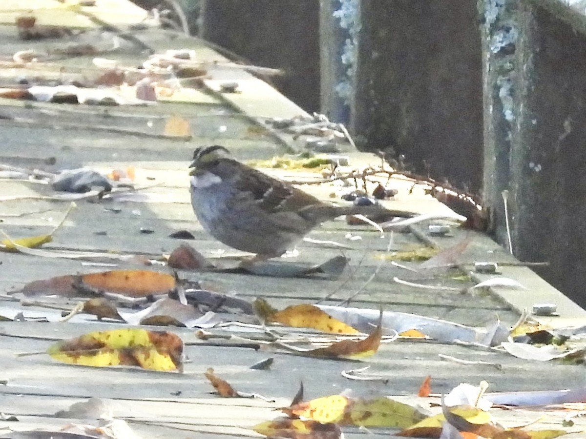 White-throated Sparrow - ML645733388