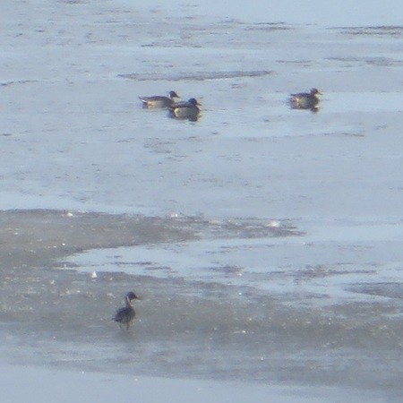 Northern Pintail - ML645733394