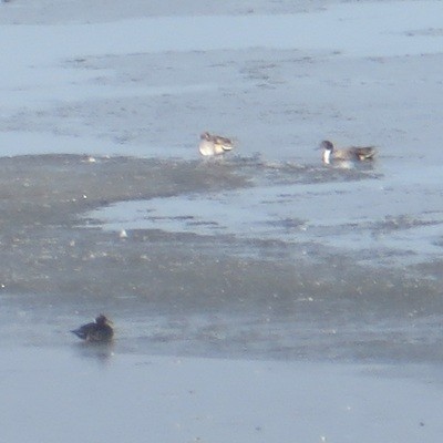 Northern Pintail - ML645733395