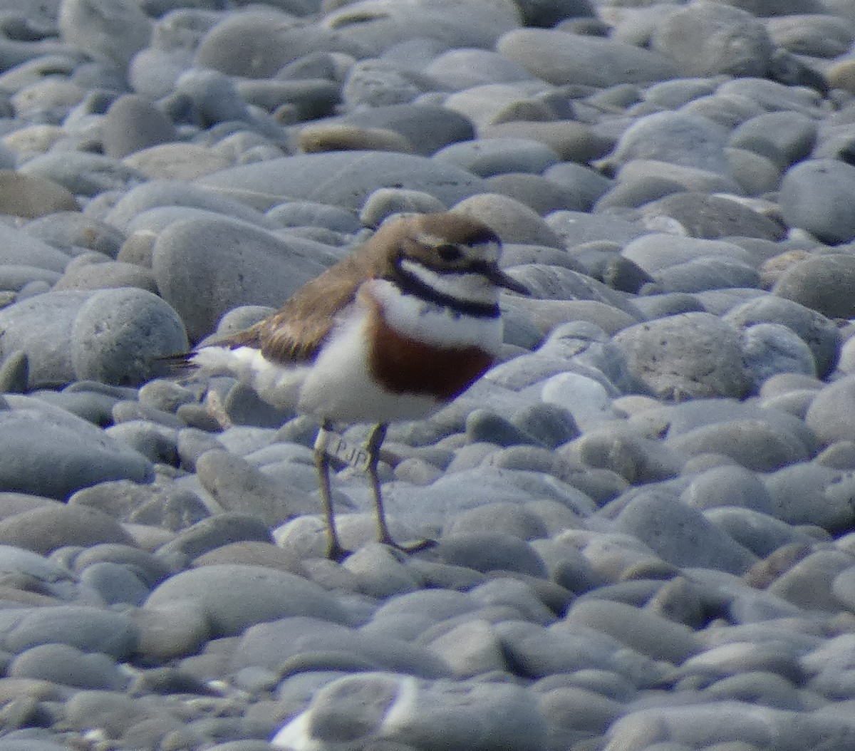 Double-banded Plover - ML645733396