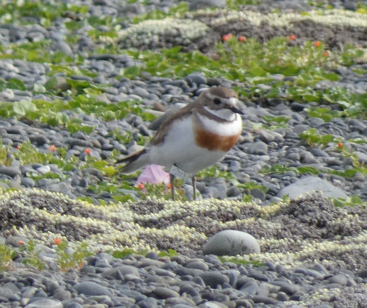 Double-banded Plover - ML645733398