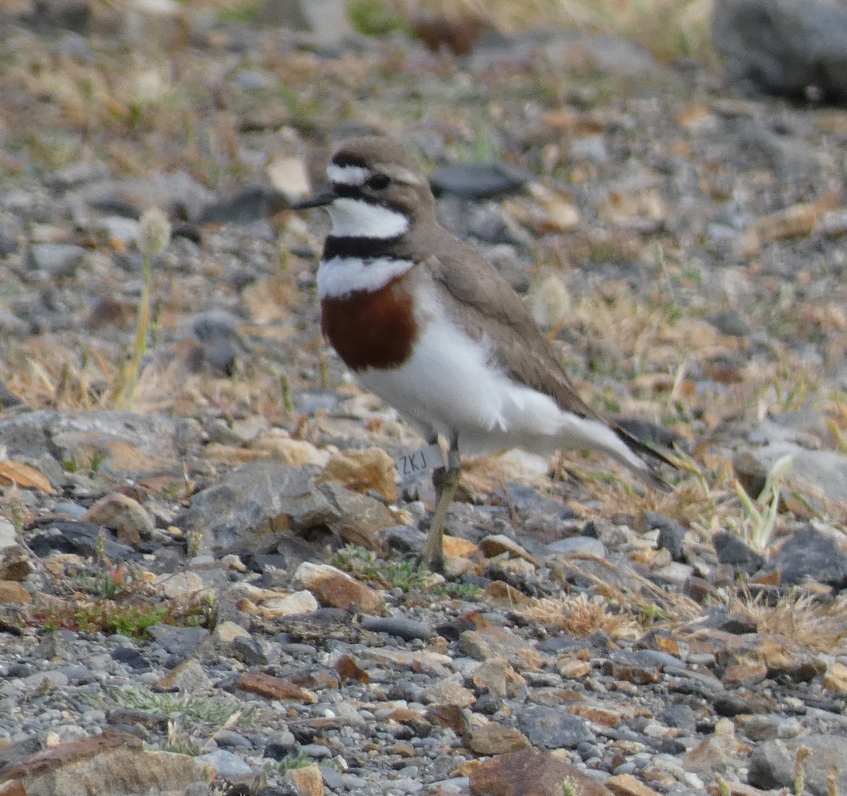 Double-banded Plover - ML645733399