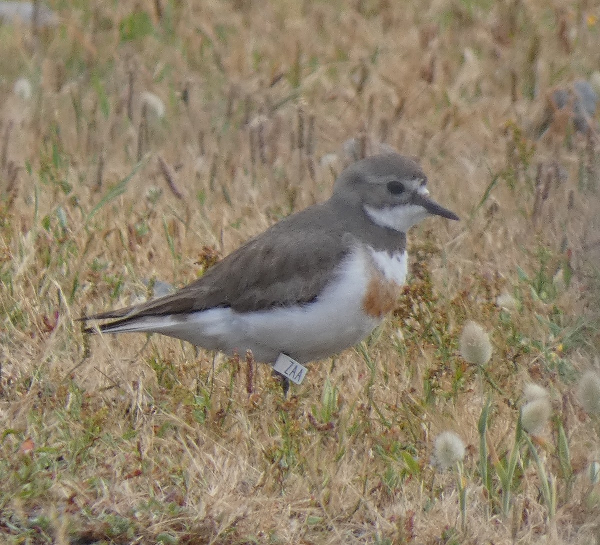 Double-banded Plover - ML645733400